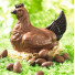 Poule Garnie en Chocolat au Lait - photo 1